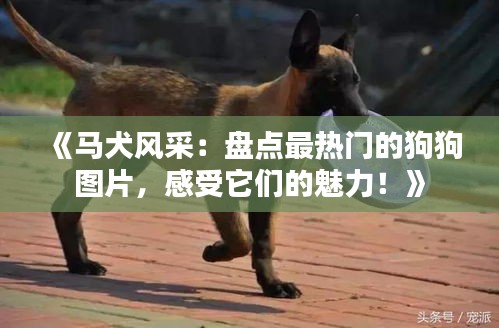 澹泊明志，宁静致远 第2页