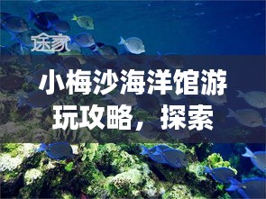 小梅沙海洋馆游玩攻略，探索奇妙海底世界之旅