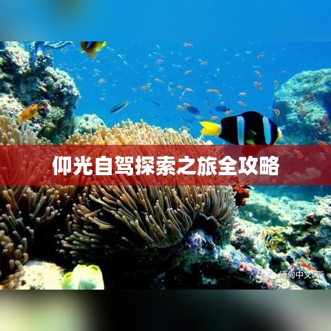 鸟啼花怨