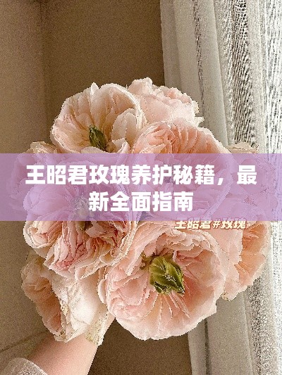王昭君玫瑰养护秘籍，最新全面指南