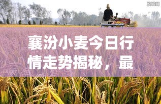 襄汾小麦今日行情走势揭秘，最新价格动态分析